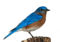 bird, bluebird, bird png-1232416.jpg